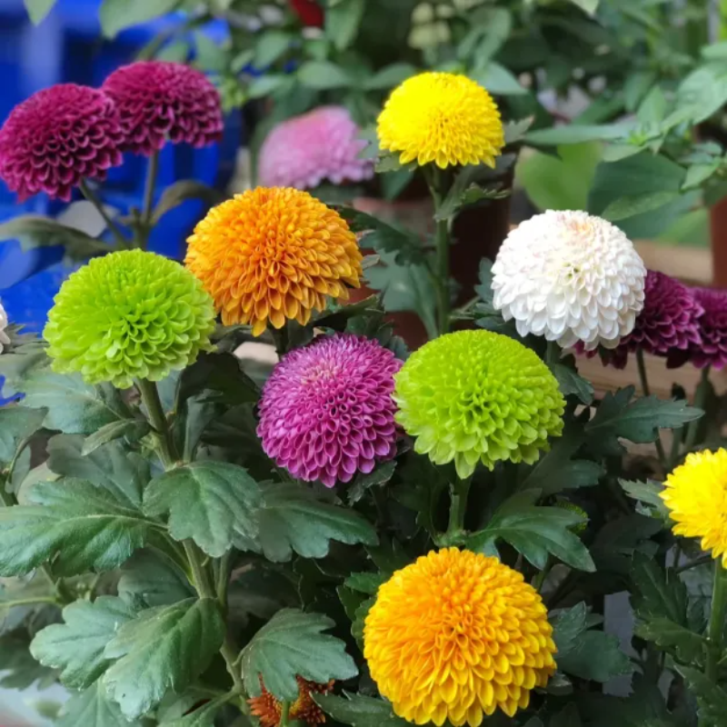 Colorful Ping Pong Chrysanthemum Seeds