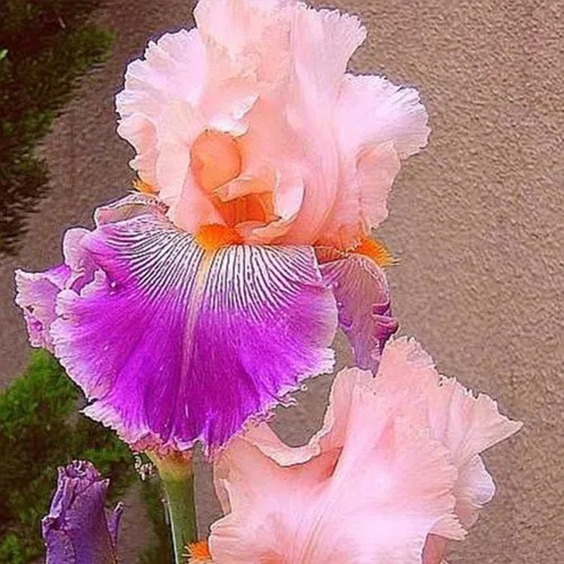 Iris de múltiples variedades (plantado en otoño)