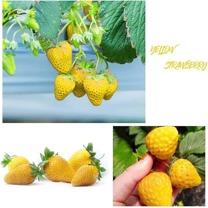 Mix Strawberry Seeds Red Yellow Blue White Climbing Strawberry