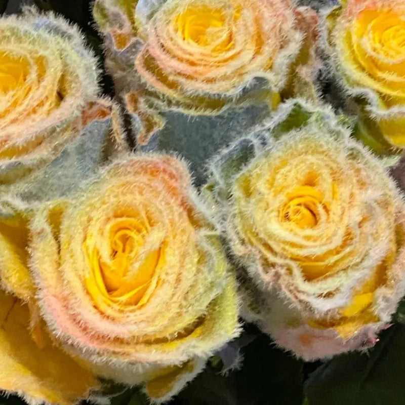 Rainbow Frost Rose Seeds – Add a Touch of Frosted Magic to Your Garden!