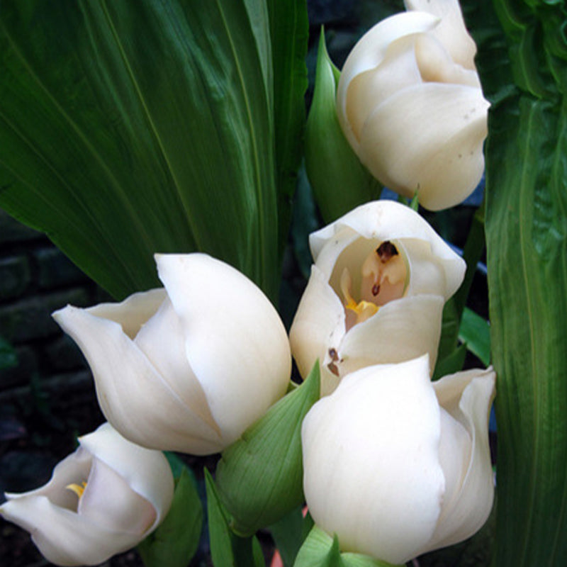 Swaddled Babies Orchid Seeds