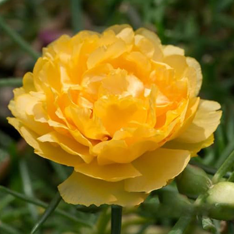 Semillas de rosa musgosa para plantar al aire libre, semillas de flores de verdolaga grandiflora para plantar