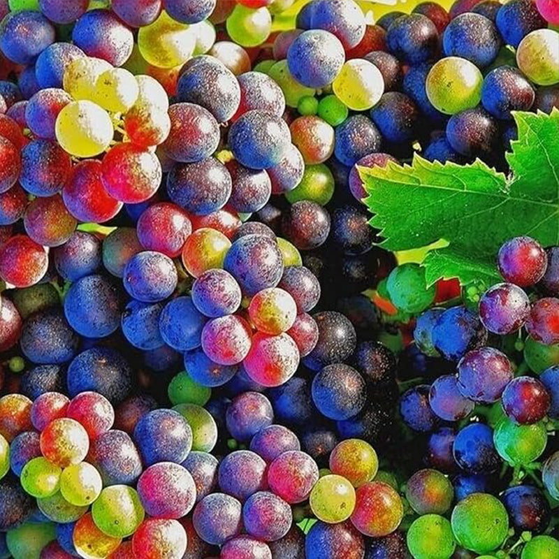 Rainbow Grape Fruit Seed Rare Sweet Fruit Gardening