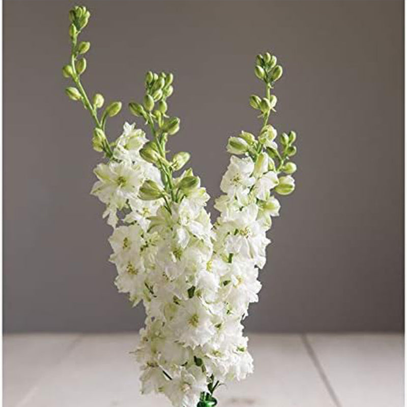 Semillas de flor de cohete de espuela de caballero blanca para plantar