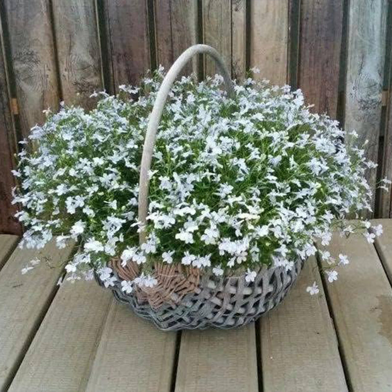 Mix Creeping Thyme Seeds for Planting Ground Cover Plants Easy to Plant and Grow