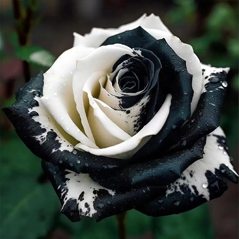 Rosas gemelas blancas y negras raras