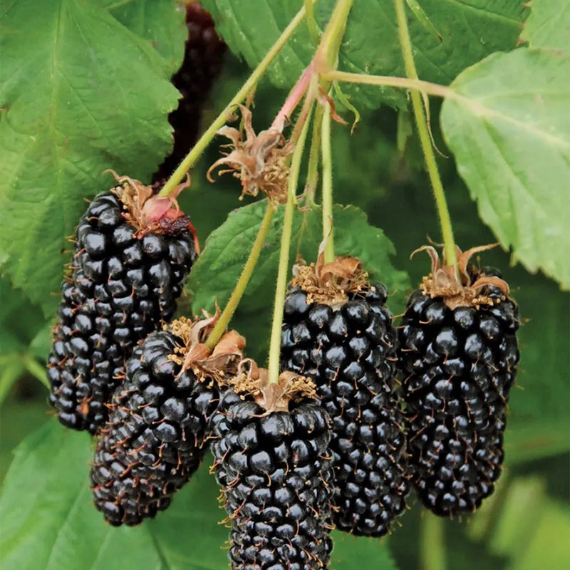 Sweet Giant Blackberry: Huge, Juicy Blackberries Await!