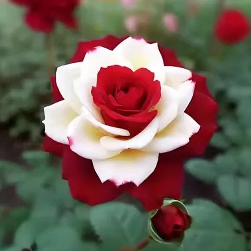 Semillas de rosas gemelas de corazón rojo