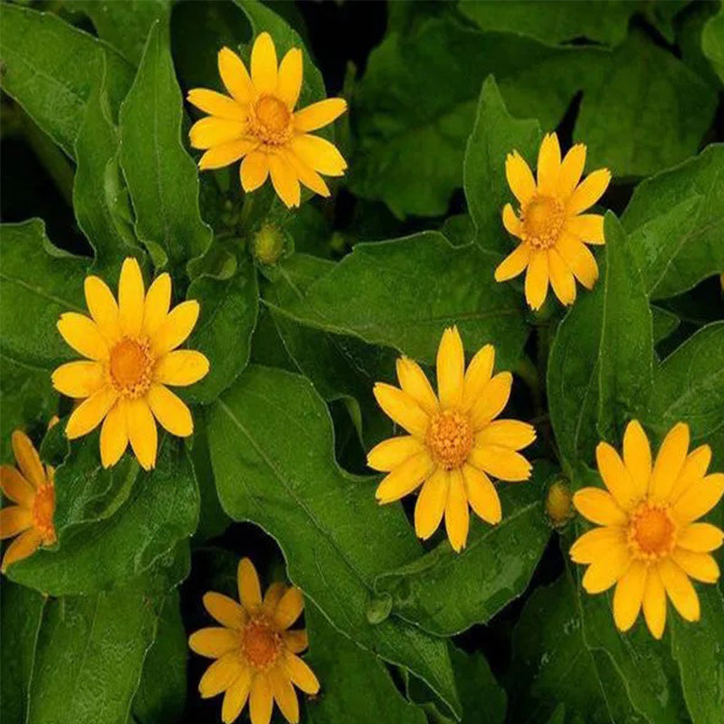 Melampodium paludosum Seeds, Garden bonsai Flower seeds, high temperature resistance