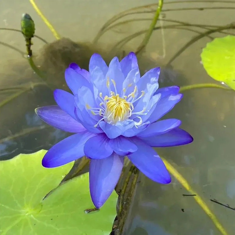 The Sacred Bonsai Lotus Flower