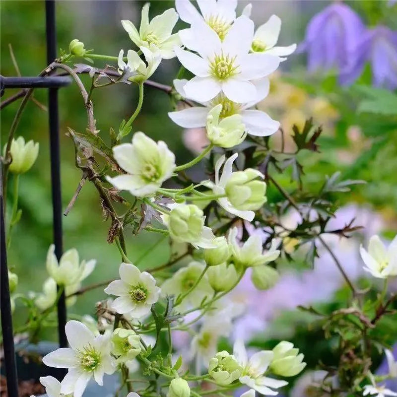 Climbing Clematis Seeds