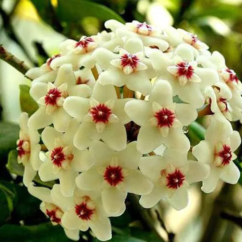 Hoya Carnosa Mixed Color Seeds