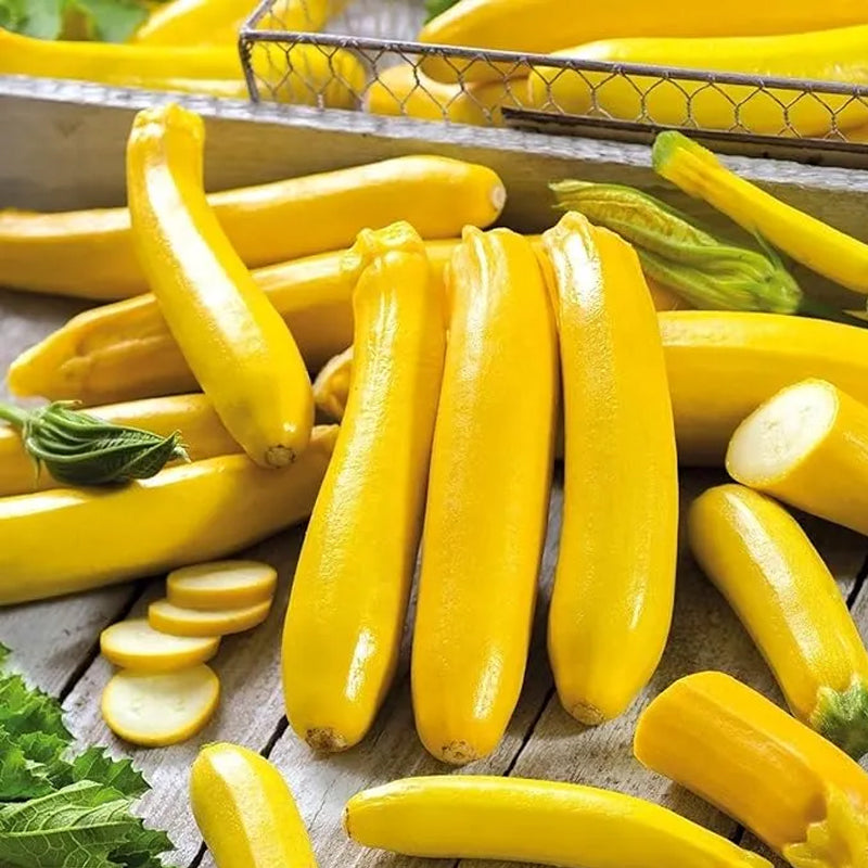 Golden Zucchini Seeds