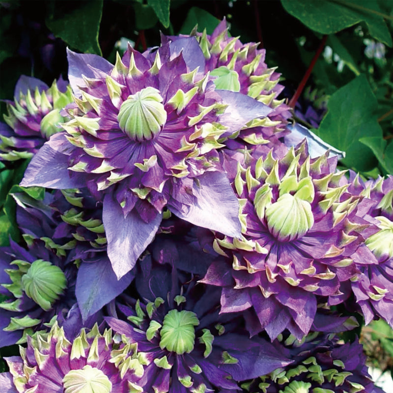 Clematis Taiga Seeds