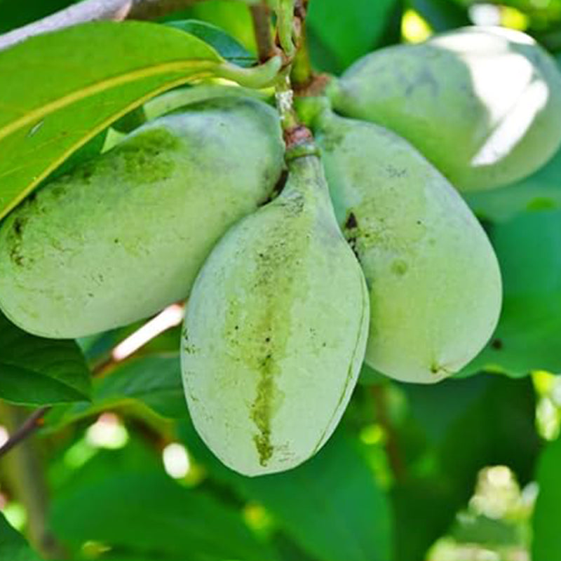 Semillas de árbol de papaya para plantar árboles frutales comestibles, divertido y fácil de cultivar su propia comida, semillas exóticas de árbol de papaya