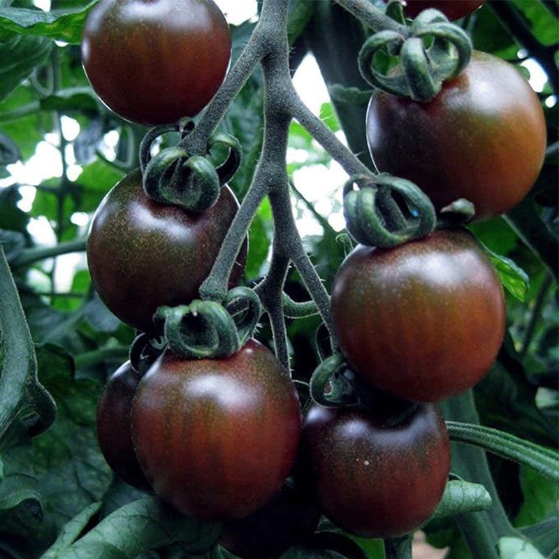 Tomate Cherry Negro Vegetal Para Plantar Sin OGM