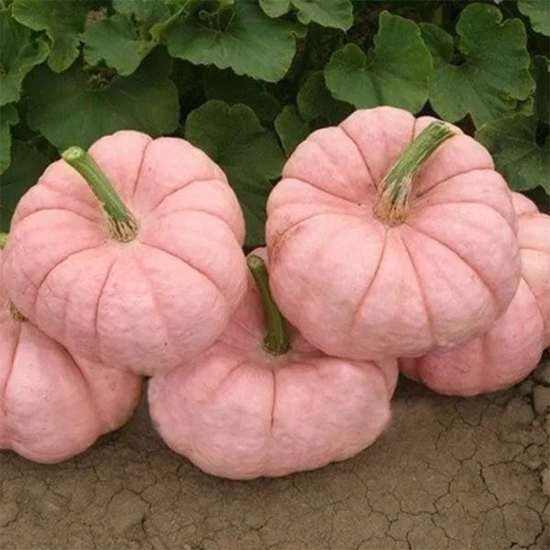 Semillas de calabaza rosadas