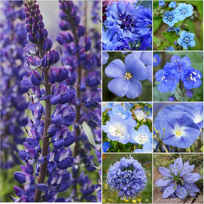 Dazzling Blue Wildflower Seed Mixture for Planting