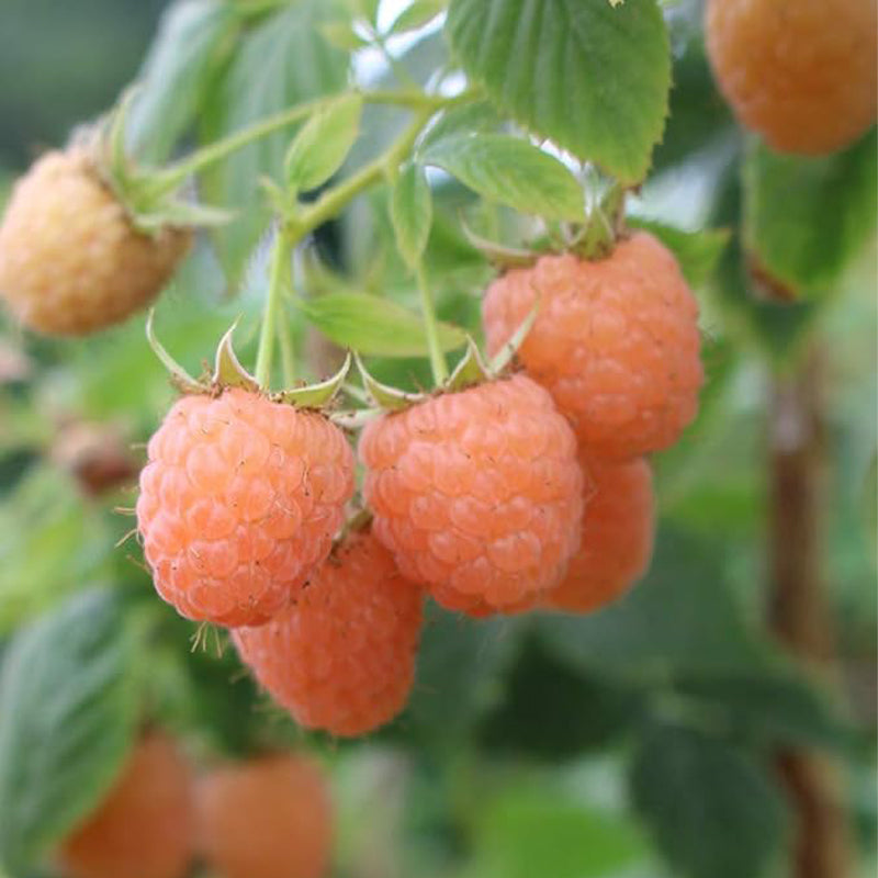 Double Gold Raspberry Seeds Sweet and Beautiful and Perfect for Home Gardeners