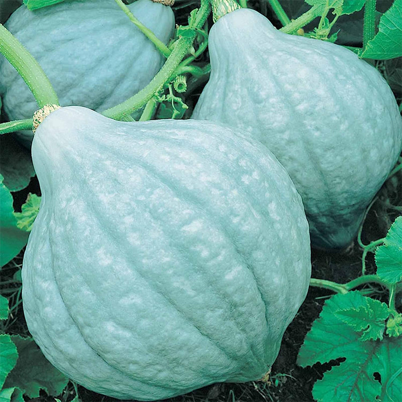 Semillas de calabaza de invierno Blue Hubbard Semillas para jardinería de hortalizas