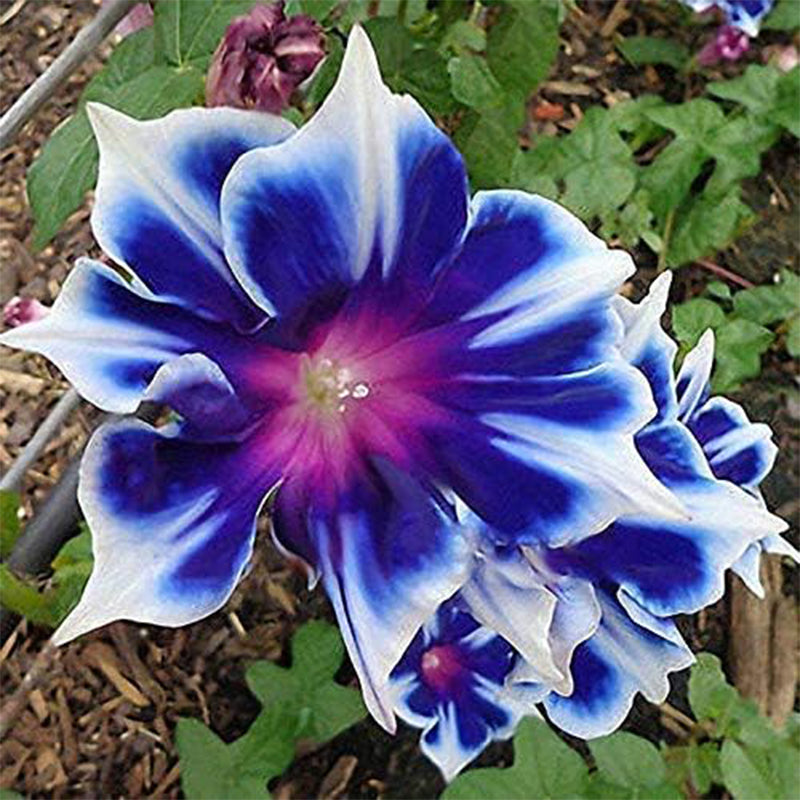 Morning Glory Seeds Beautiful Perennial Flowers Seeds for Garden