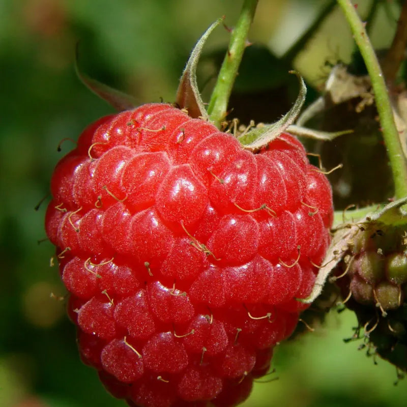 Red Raspberry Seeds
