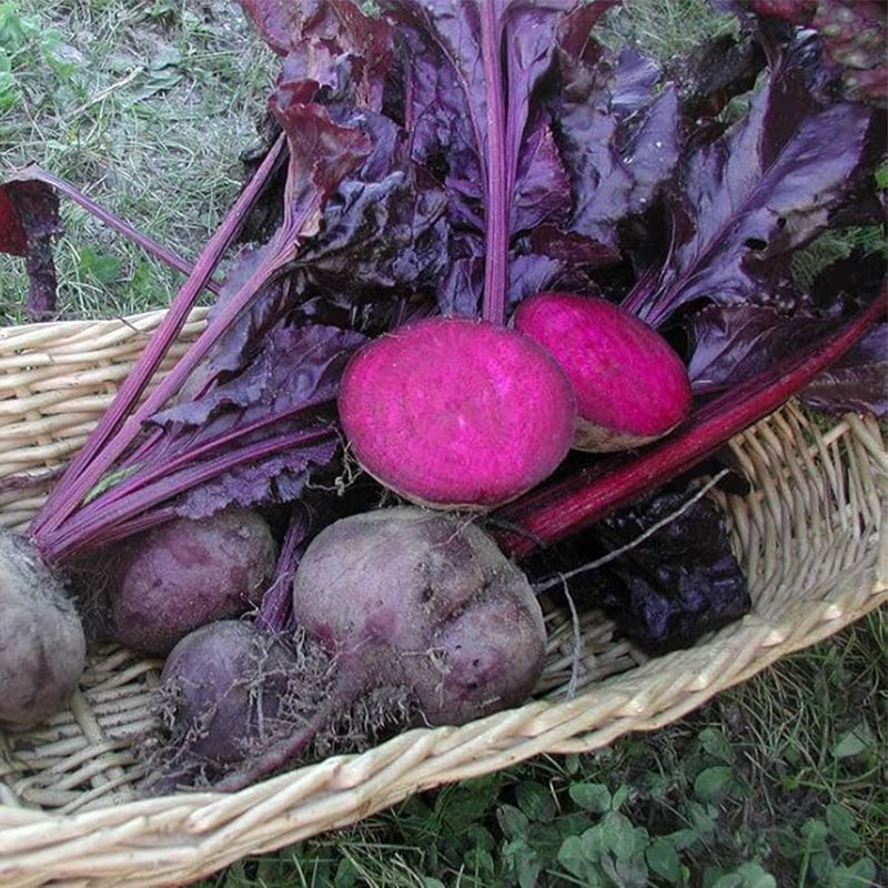 Beet Seeds - Bulls Blood Non-GMO Seeds for Planting, Low-Maintenance Vegetable Seeds, Plant During Warm Season