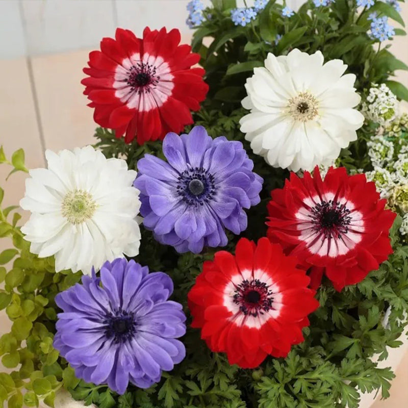 Semillas de anémona doble: ¡Agregue elegancia resistente a su jardín!