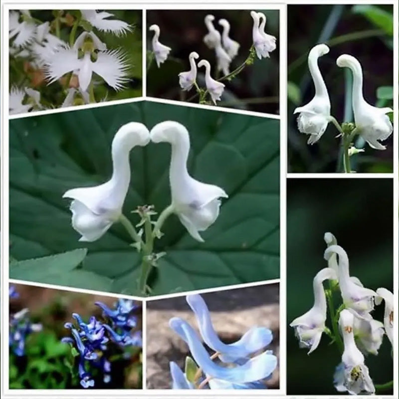 Rare Swan Flowers Seeds