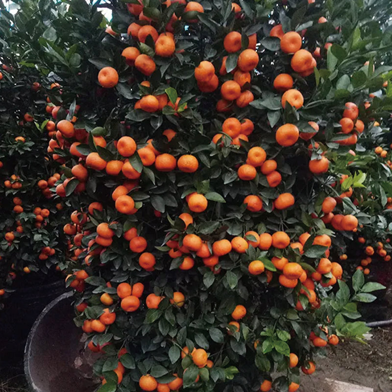 Red Tangerine Seeds-Sweet, Juicy, Abundant Harvests
