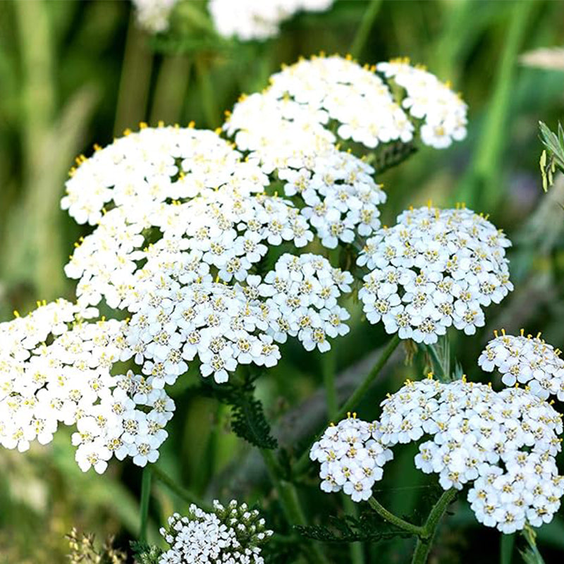 Semillas de milenrama para plantar Semillas de flores blancas para plantar en jardines interiores y exteriores Regalo de jardinería