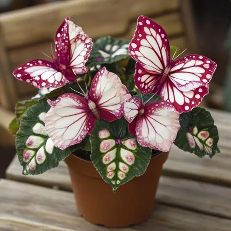 Butterfly Begonia Spots - red and white