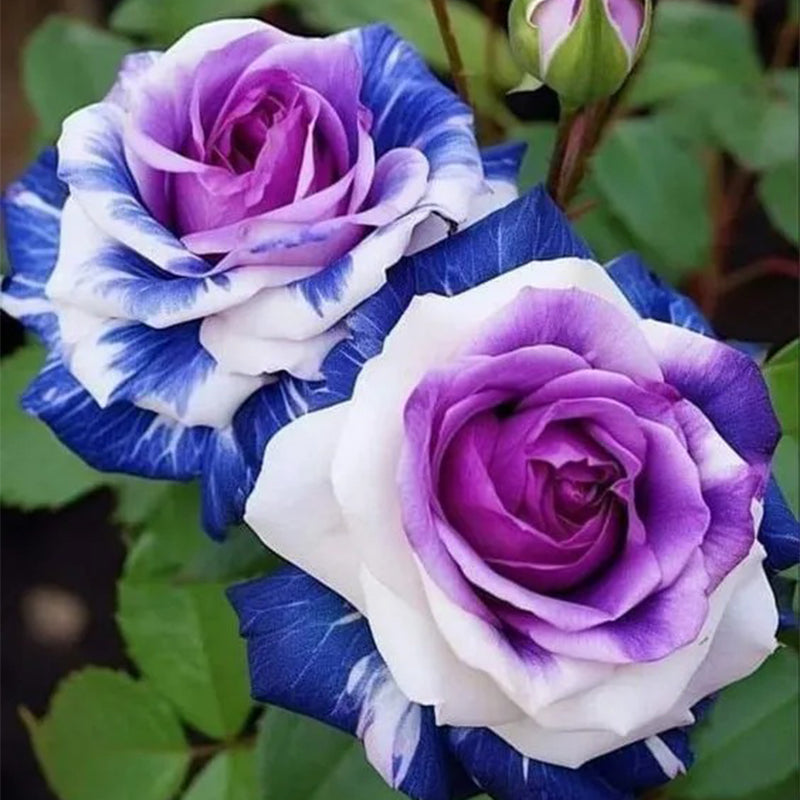 Semillas de rosa azul violeta