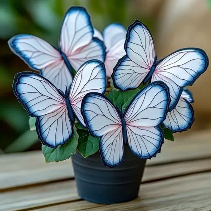 Begonia mariposa🦋azul rosa blanco