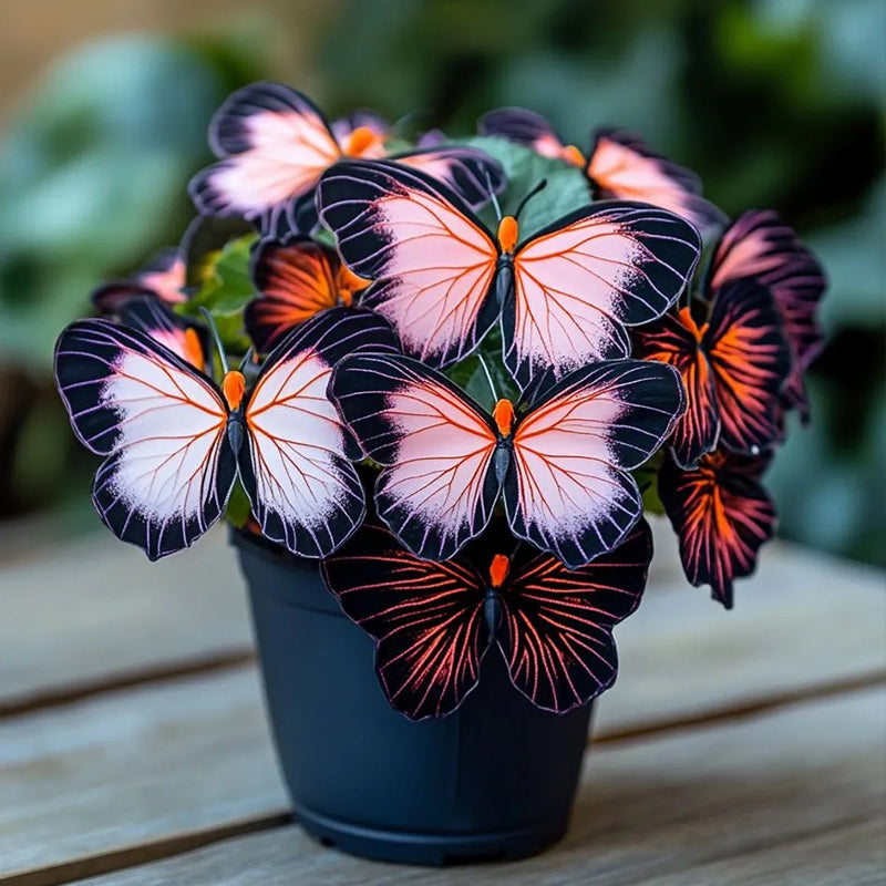 Begonia mariposa 🦋 Aurora naranja