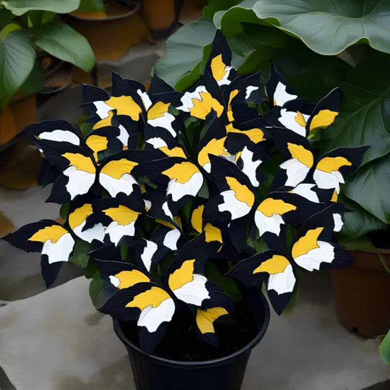 Butterfly Begonia Three colors - black yellow white