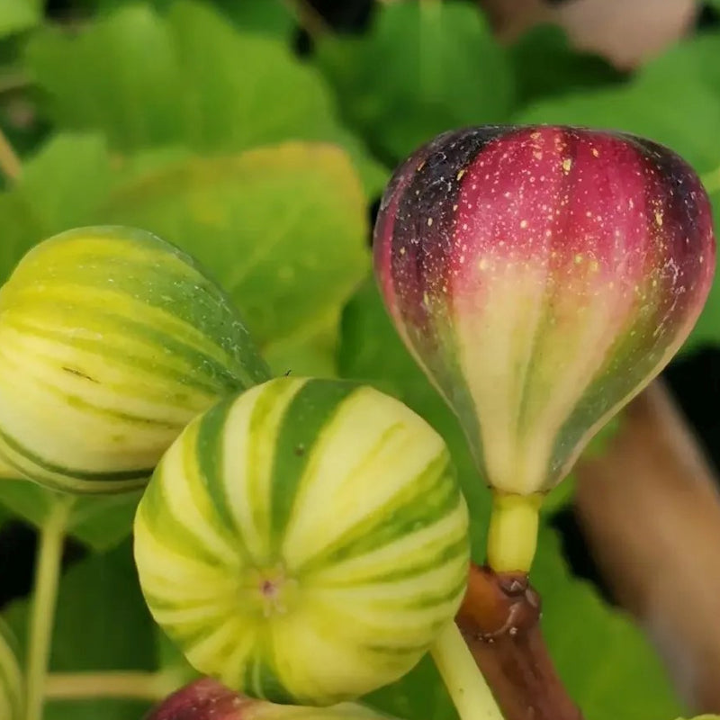 Rainbow Figs Seeds higher quality