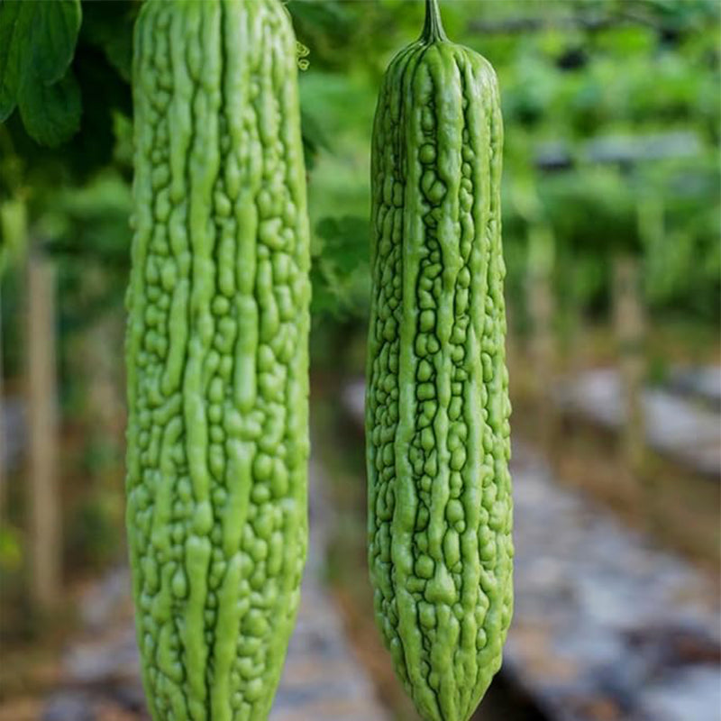 Semillas de melón amargo para plantar, semillas de calabaza amarga asiática, semillas de verduras asiáticas