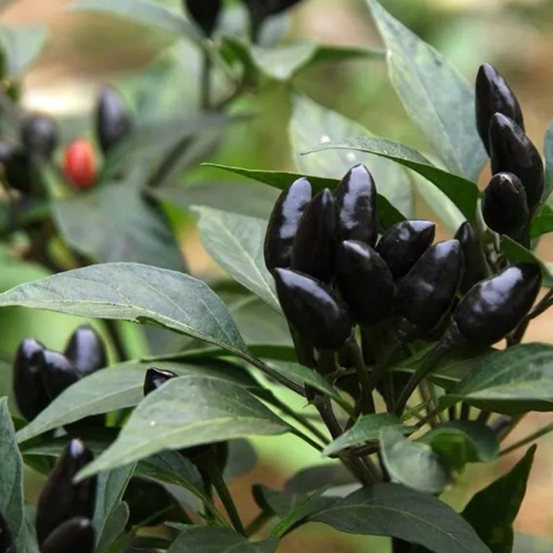 Black Chili Hot Pepper Seeds