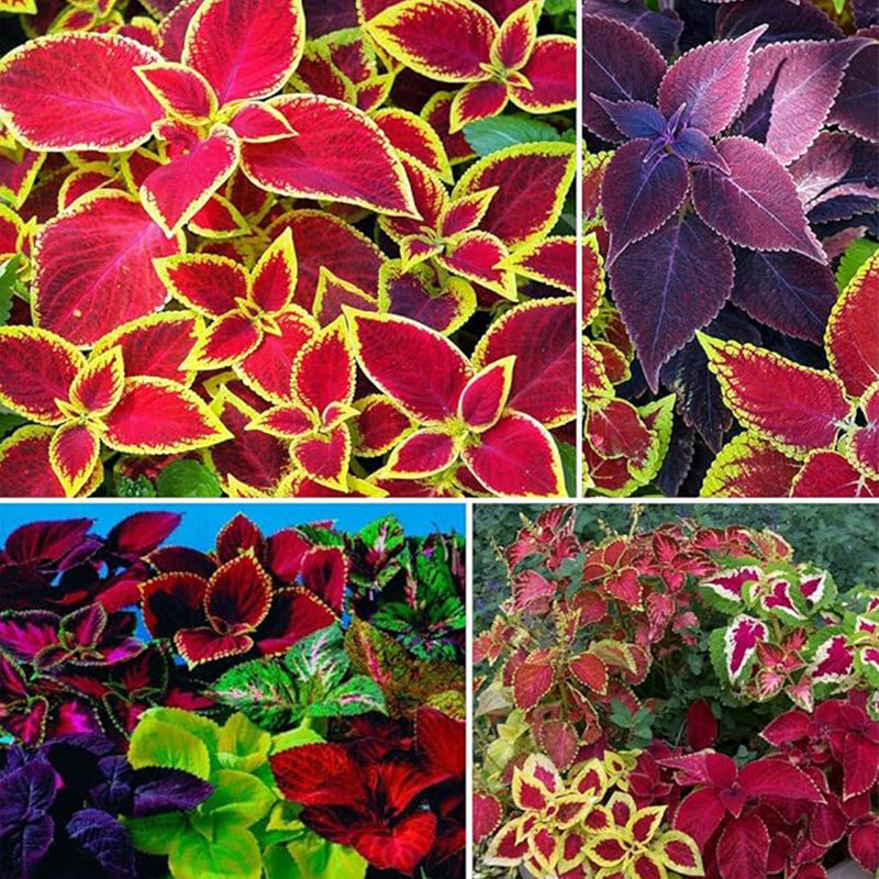 Rare Mixed Coleus Flowers Seeds Rainbow Coleus Wizard