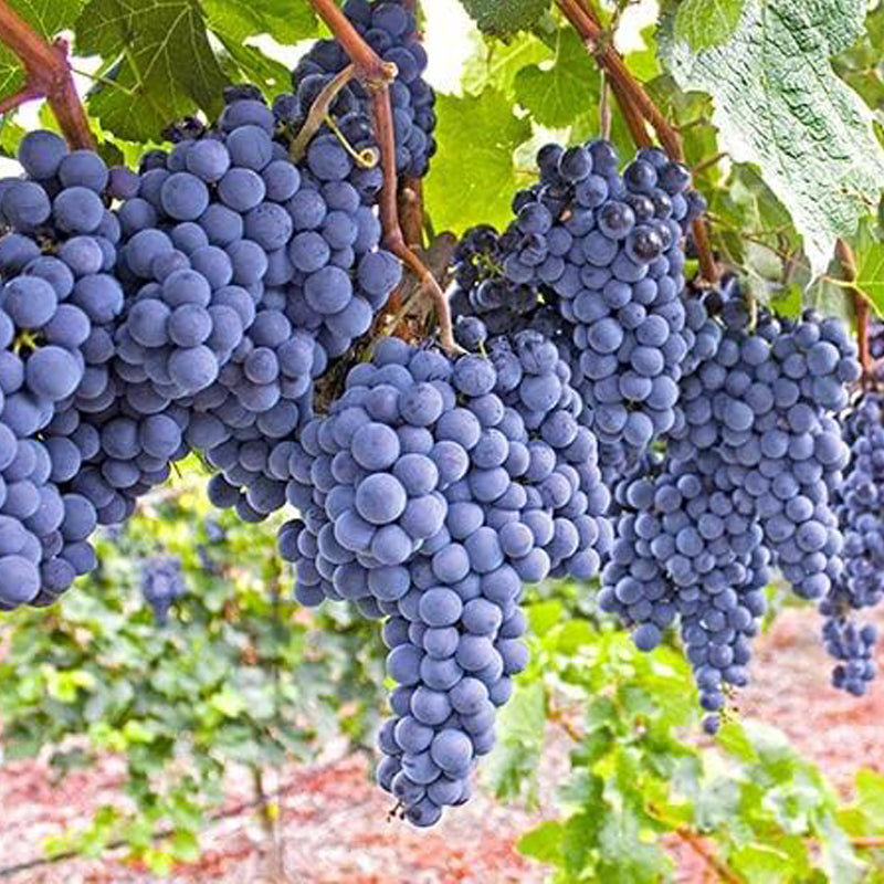 Uva sin semillas de Marte de raíz desnuda: uva perenne, resistente y de larga vida, de rápido crecimiento, para plantar
