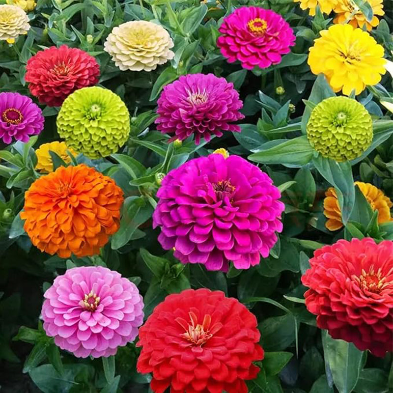 Crazy Blend Zinnia Seeds for Planting
