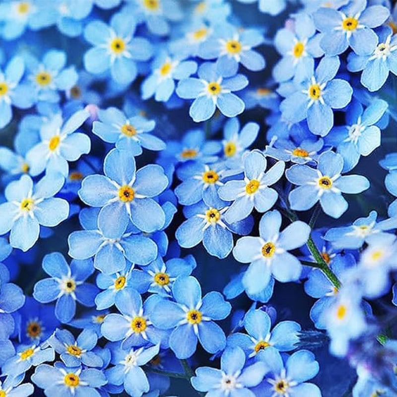 Semillas de nomeolvides para cubrir el suelo de tulipanes y otros bulbos