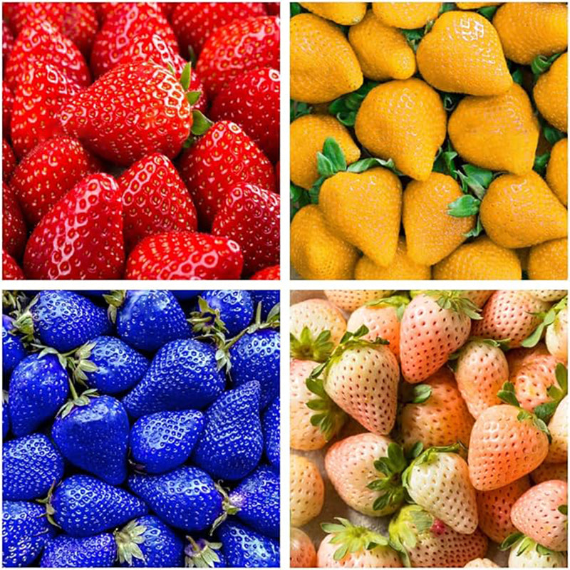 Mix Strawberry Seeds Red Yellow Blue White Climbing Strawberry
