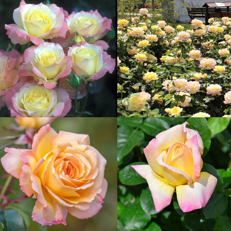 Rosas de la Paz - El Mensajero de la Paz