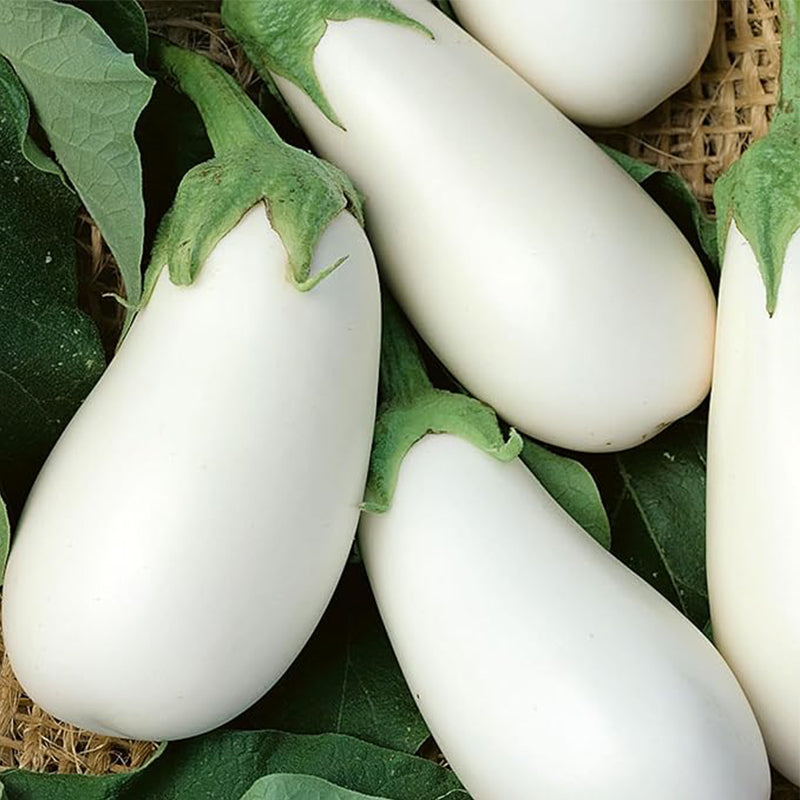 White Star F1 Hybrid Eggplant Seeds Non-GMO, F1 Hybrid - Vegetable Garden - Solanum melongena
