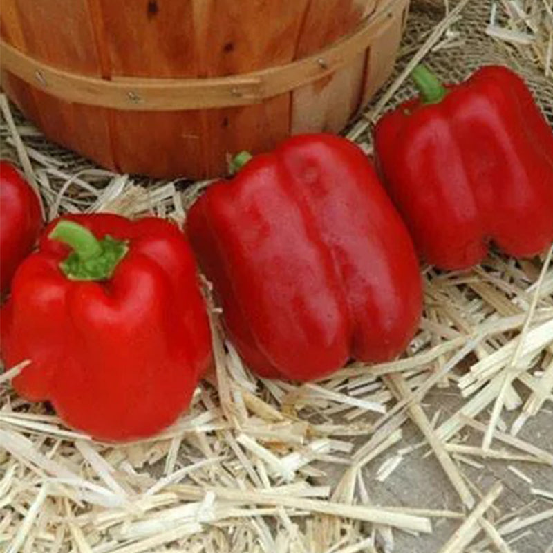 Pimienta Sprinter F1 Orgánica