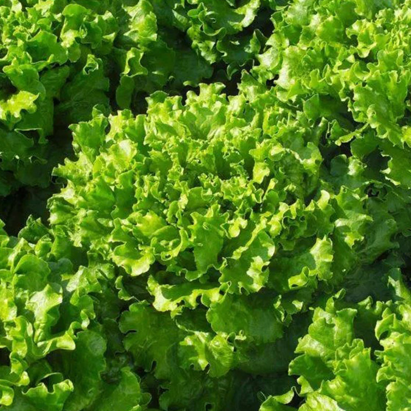 Lechuga Bergam's Green