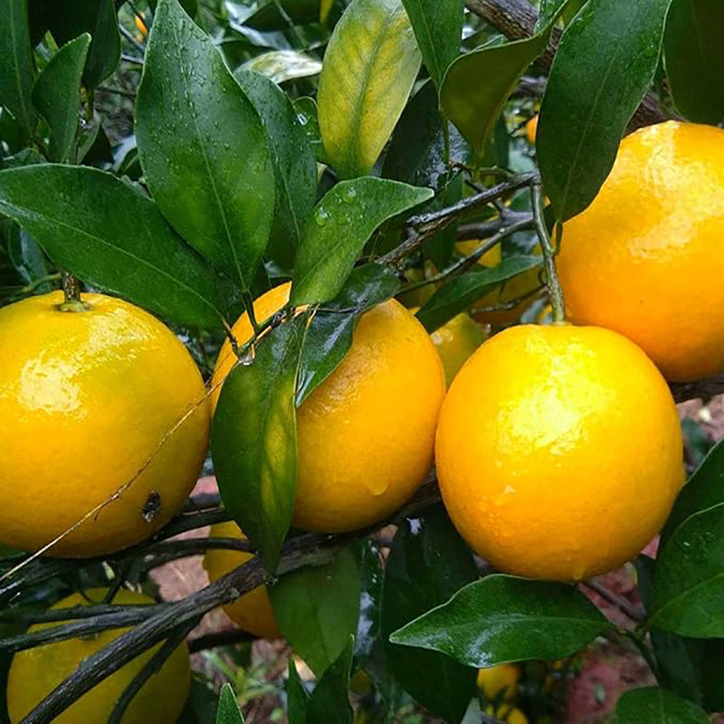 Dwarf Orange Seed for Planting Hardy Grow Fruit Bearing Bonsai