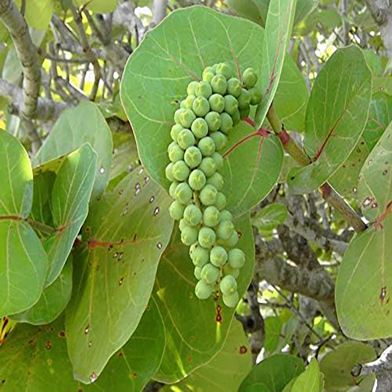 New Fresh Green Sea Grape fruit seeds Generic
